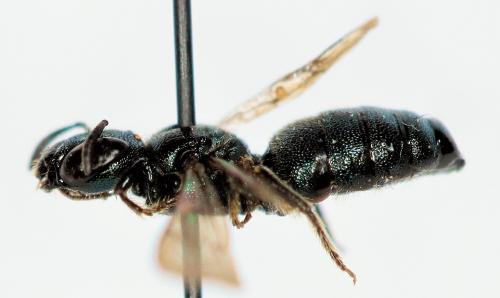Ceratina cyanea
